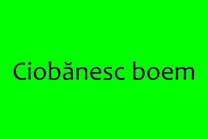 ntlnete Noua Ta Ciobnesc boem Câine in oldneti