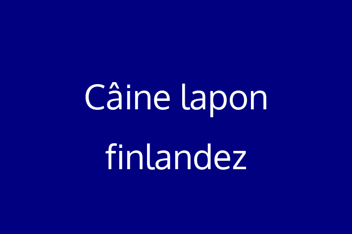 Cine lapon finlandez de Vnzare in Rcani