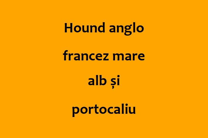 Hound anglo francez mare alb i portocaliu Câine Disponibil Acum in Ialoveni