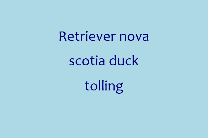 Adoptă acest Retriever nova scotia duck tolling de 1 an! energic și amuzant, vaccinat și în așteptarea unei noi familii. Preț: 1,200.00 Lei. Contactează Daniela la (061) 856 891.