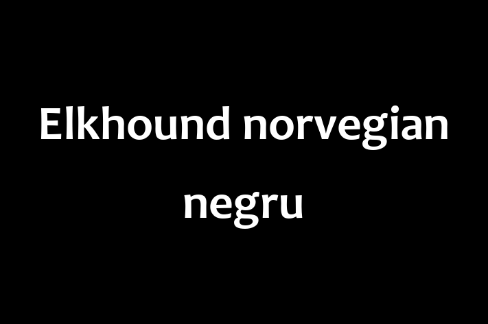 Acest Elkhound norvegian negru de 6 luni este alert și activ și gata să fie adoptat. Vine cu toate vaccinările necesare. Preț: 400.00 Lei.
Contactează Catalin la (0246) 392522 pentru o vizită!