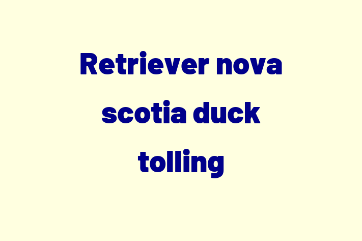 Adopt un Retriever nova scotia duck tolling Câine in Ialoveni