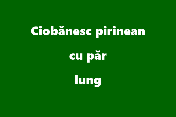 Superb Ciobnesc pirinean cu pr lung Câine de Vnzare in Straeni