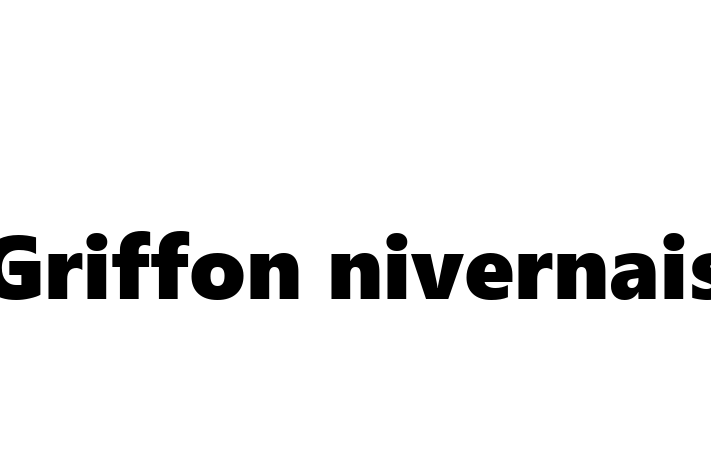 Un Nou Griffon nivernais Câine te Ateapt in Cueni