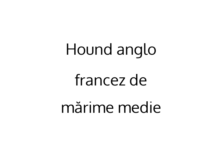 Hound anglo francez de mrime medie Câine de Vnzare in Glodeni