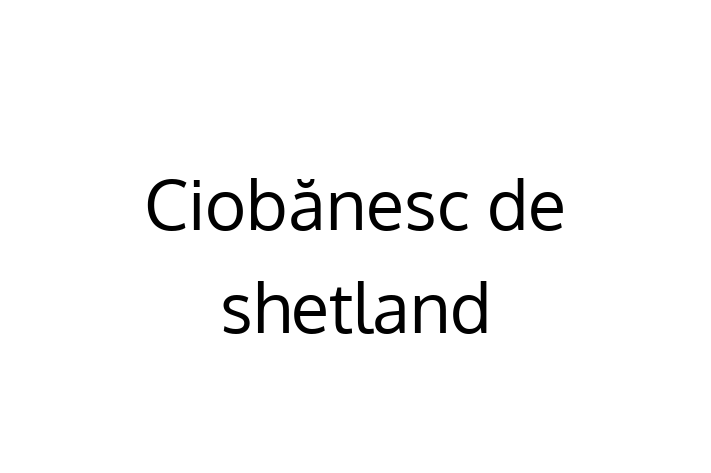 Acest Ciobănesc de shetland de 2 ani este energic și amuzant și gata să fie adoptat. Vine cu toate vaccinările necesare. Preț: 1,400.00 Lei.
Contactează George la (0230) 229246 pentru o vizită!