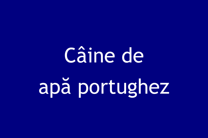 Adopta un Câine de ap portughez Câine in oldneti