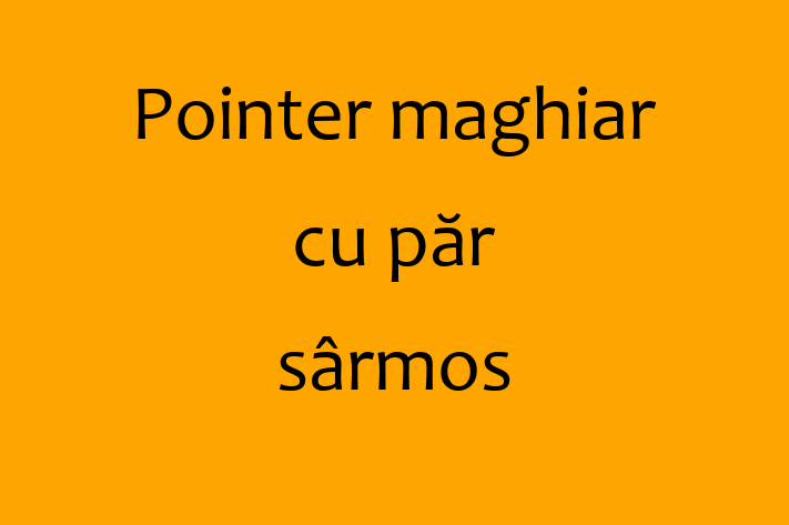 Cine Pointer maghiar cu pr srmos de Vnzare in Chiinu