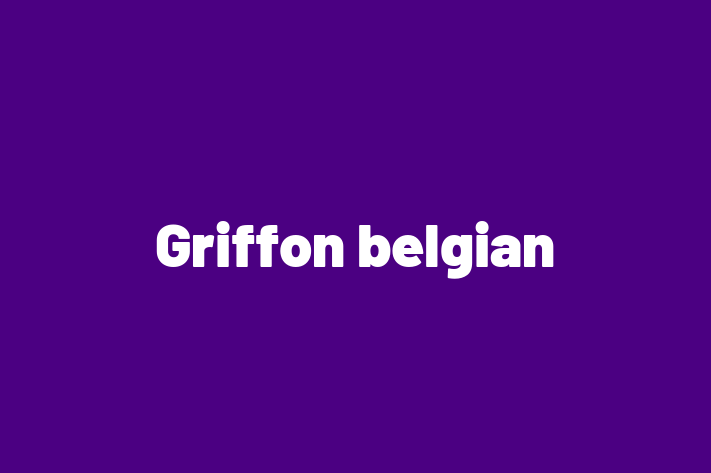 Griffon belgian Câine in Anenii Noi Pregtit pentru o Nou Cas