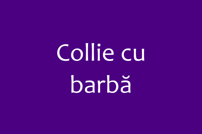 Descoper Noua Ta Collie cu barb Câine in Rbnia