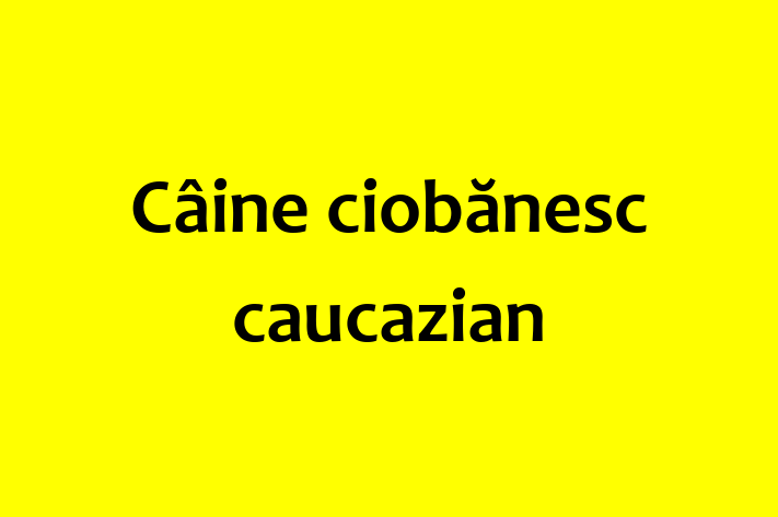 ntlnete Noua Ta Câine ciobnesc caucazian Câine in Tiraspol