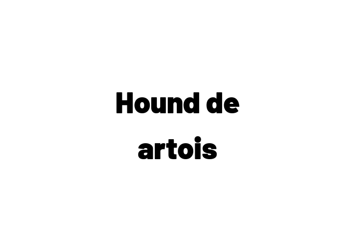 Adopta un Hound de artois Câine Fericit in Cimilia