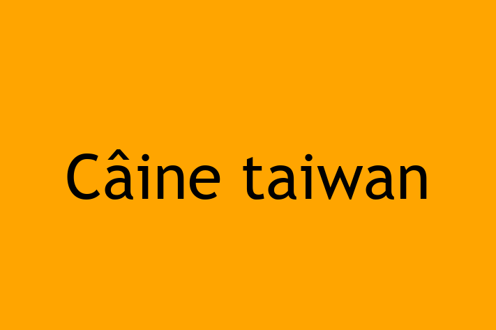 Cine taiwan Câine de Vnzare in Straeni