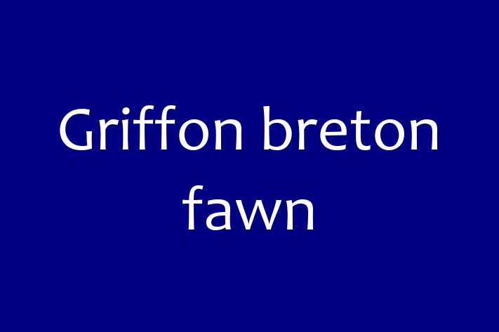 Adopta un Frumos Griffon breton fawn Câine in Taraclia