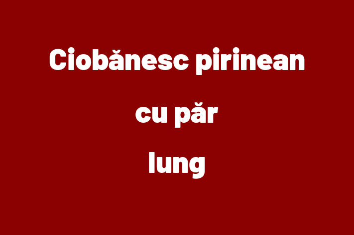 Descoper Noua Ta Ciobnesc pirinean cu pr lung Câine in Rezina