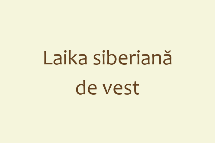 Adopta un Adorabil Laika siberian de vest Câine in Taraclia