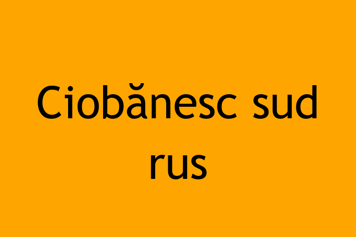 Ciobnesc sud-rus Câine de Vnzare in Rbnia