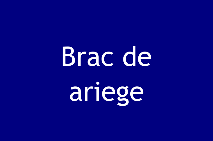 Acest câine de 1 an este alert și activ și disponibil pentru adopție. Prețul este de 1,350.00 Lei, iar toate vaccinările sunt la zi.
Contactează Patricia la (063) 150 172 pentru mai multe informații.