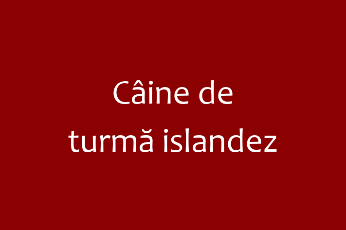 Acest Câine de turmă islandez de 9 luni este jucăuș și afectuos și în așteptarea unei familii iubitoare! La zi cu toate vaccinările. Preț: 500.00 Lei.
Contactează Monica la (061) 657 7.