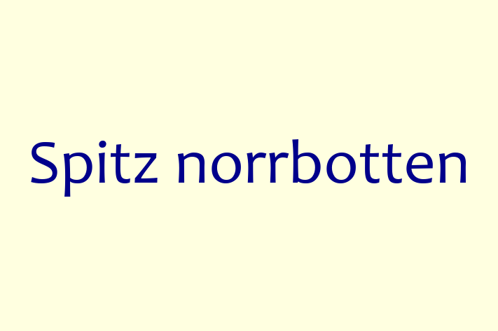 Acest Spitz norrbotten de 1 an este jucăuș și afectuos și gata pentru o familie iubitoare. La zi cu vaccinările și gata să se alăture familiei tale.
Situat în Dondușeni, acest câine adorabil este disponibil pentru 2,100.00 Lei.
Contactează Anastasia la (021) 949822 pentru mai multe informații!