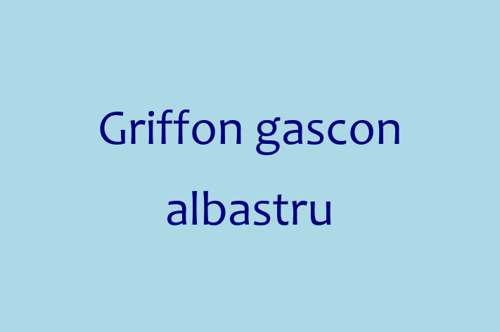 Cine Griffon gascon albastru de Vnzare in Nisporeni