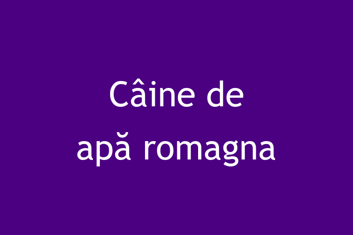 Un Nou Câine de ap romagna Câine te Ateapt in Drochia