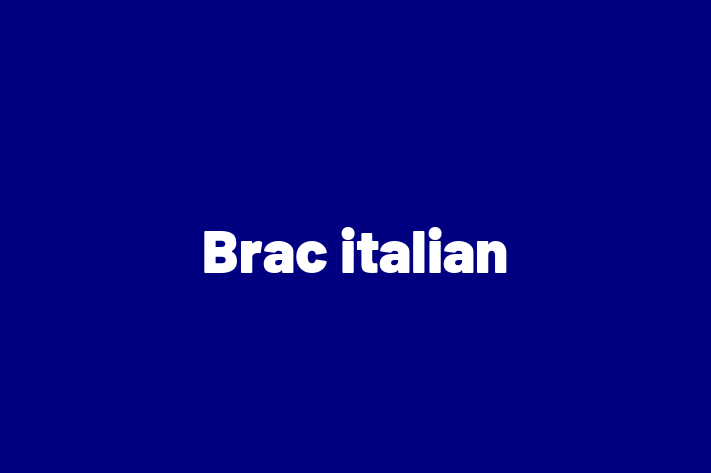 Brac italian de Vnzare in Sngerei