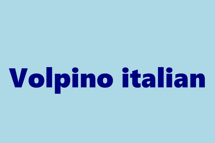 Volpino italian Câine de Vnzare in Bli