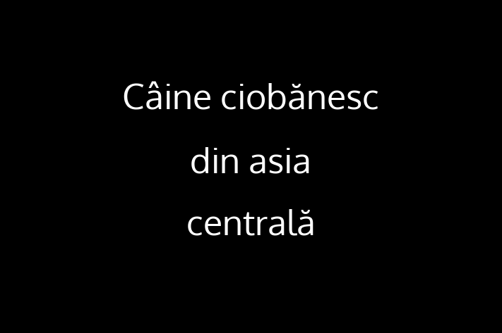 Acest Câine ciobănesc din asia centrală este calm și iubitor și gata să se mute într-o nouă casă! Este sănătos și la zi cu toate vaccinările. Contactează Doru la (078) 24 520 pentru preț și mai multe detalii.