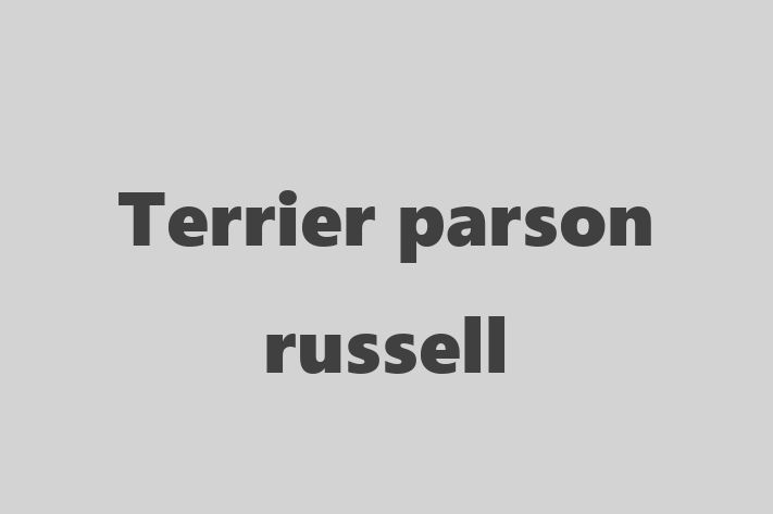 Terrier parson russell Câine in Clrai Pregtit pentru o Nou Cas