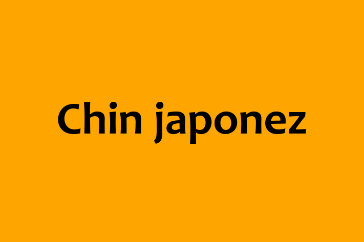 Chin japonez Câine Disponibil Acum in tefan Voda