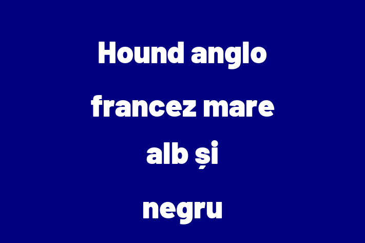 Hound anglo francez mare alb i negru Câine Disponibil Acum in Dubasari