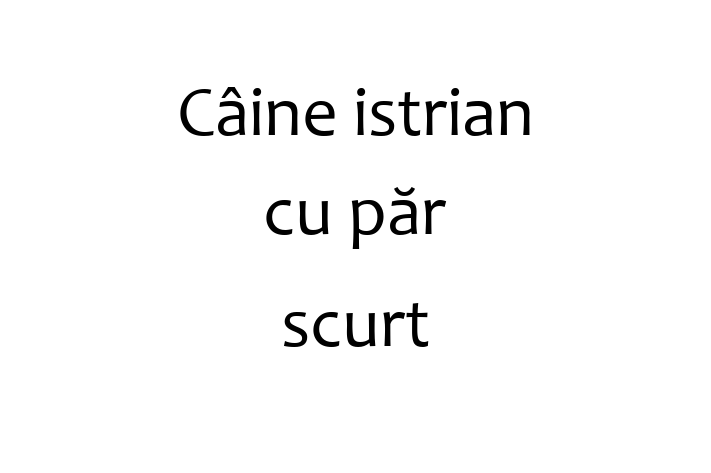 Câine istrian cu păr scurt de 2 ani caută o casă, Preț: 950.00 Lei. Contactează Alexandra la (021) 413205.