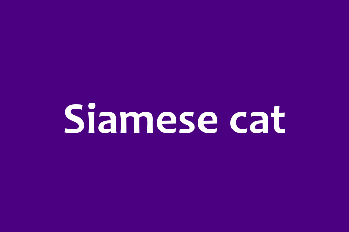 Pisic Siamese cat de Vnzare in Briceni