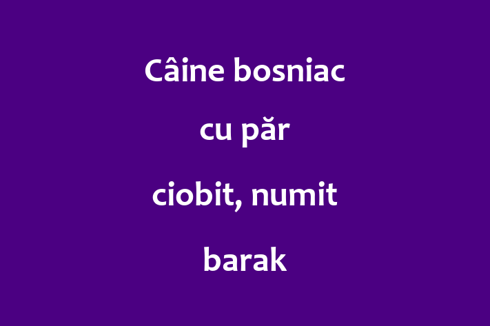 ntlnete Noua Ta Câine bosniac cu pr ciobit numit barak Câine in Bli