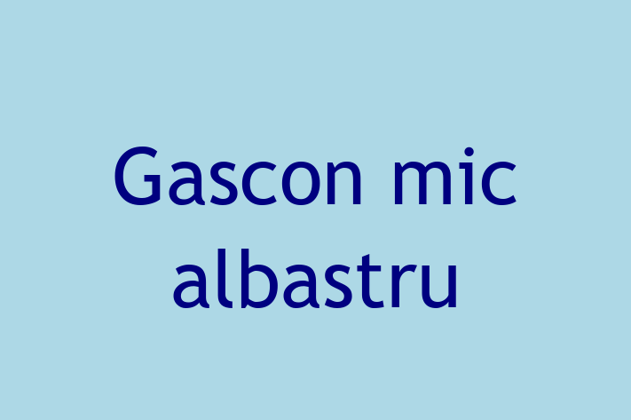 Adopta un Gascon mic albastru Câine Fericit in Anenii Noi