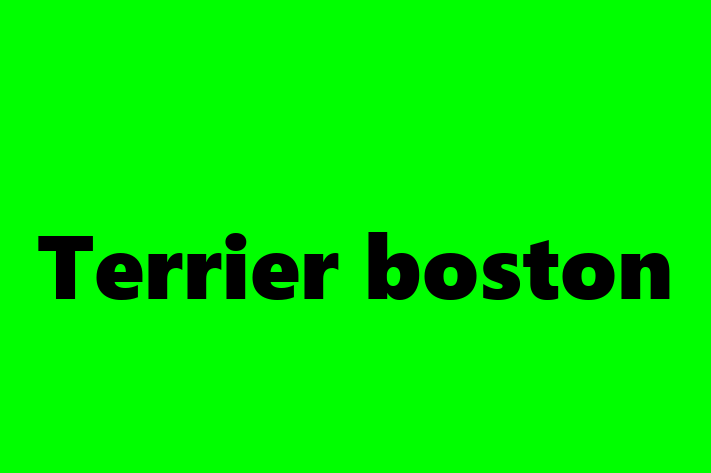 Descoper Noua Ta Terrier boston Câine in Clrai