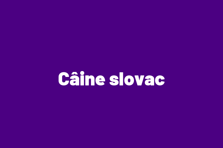 Pui de Câine slovac Câine de Vnzare in Clrai