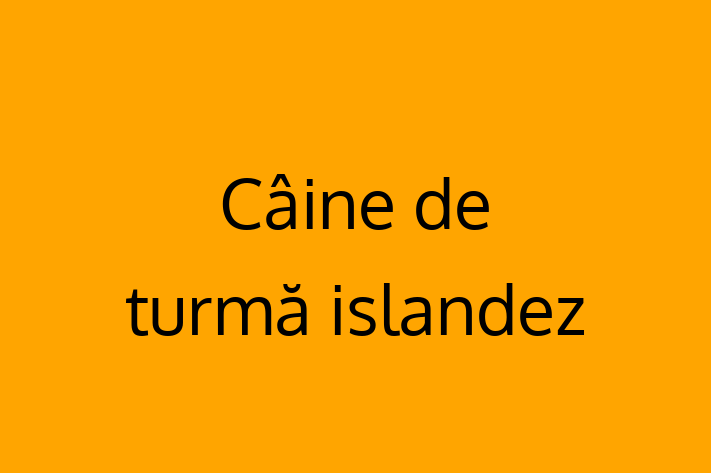 Adopta un Câine de turm islandez Câine in Bender