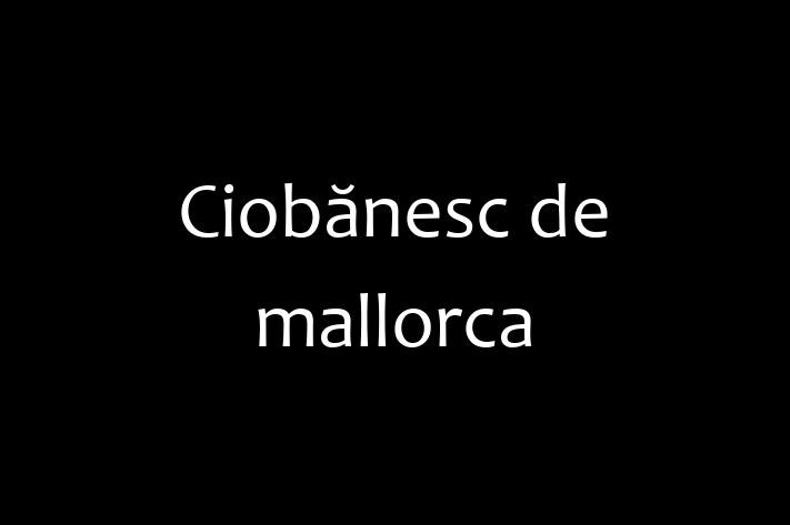 Puii noștri de Ciobănesc de mallorca de 1 an sunt în așteptarea unei case iubitoare! Acești câine sunt loial și protector și gata să facă parte din familia ta.
Preț: 2,700.00 Lei. Contactează Valentina la (062) 551 355.