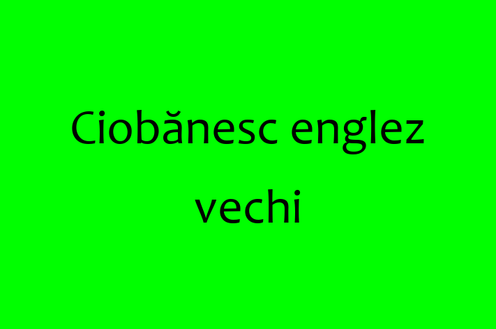 Ciobnesc englez vechi Câine Pregtit pentru o Cas in Hnceti