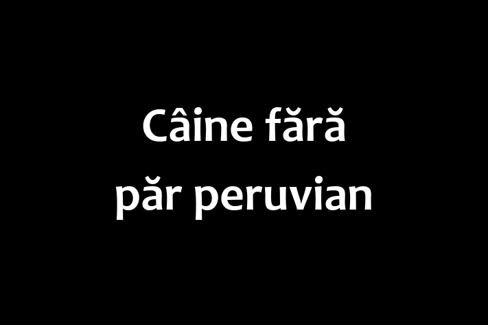 Acest Câine fără păr peruvian este loial și protector și gata să se mute într-o nouă casă! Este sănătos și la zi cu toate vaccinările. Contactează Mihail la (069) 824 64 pentru preț și mai multe detalii.