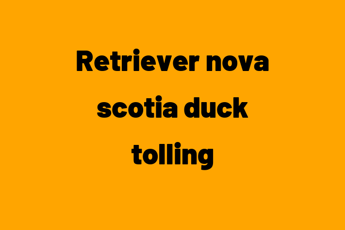 Retriever nova scotia duck tolling Câine de Vnzare in Glodeni