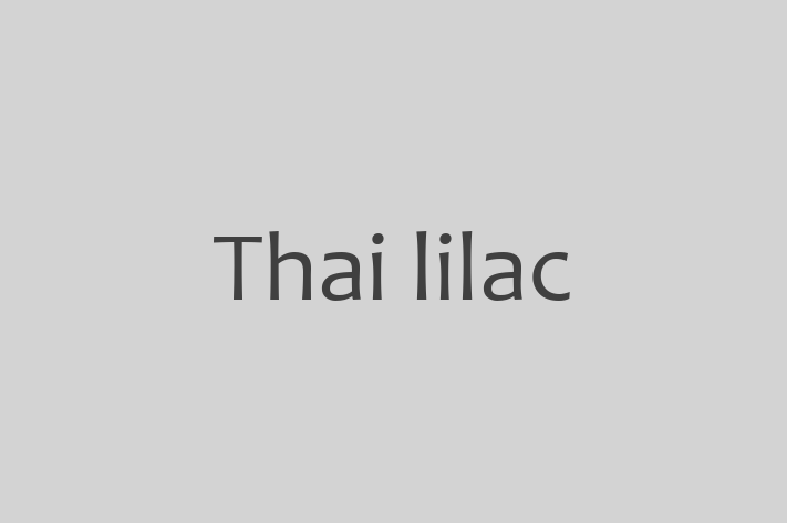 Thai lilac Pisica in Bli Pregtit pentru o Nou Cas