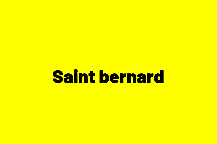 Saint bernard Câine de Adopie in Briceni