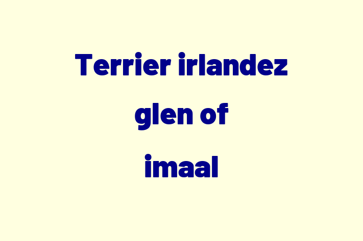 Adopta un Adorabil Terrier irlandez glen of imaal Câine in oldneti