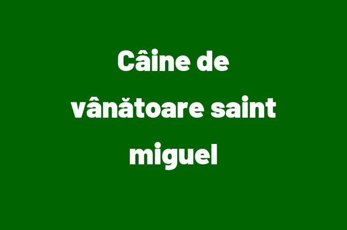 Al nostru Câine de vânătoare saint miguel de 2 ani este sănătos, jucăuș și afectuos și gata pentru o casă nouă. Disponibil pentru 1,450.00 Lei.
Contactează Marius la (022) 979183.