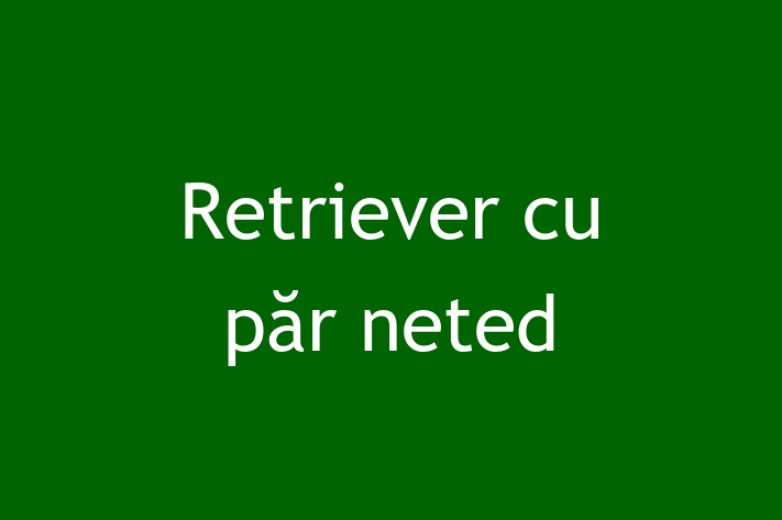 Al nostru Retriever cu păr neted de 10 luni este perfect pentru familia ta! Sănătos, vaccinat și alert și activ. Preț: 750.00 Lei.
Contactează Gabriela la (061) 443 899.