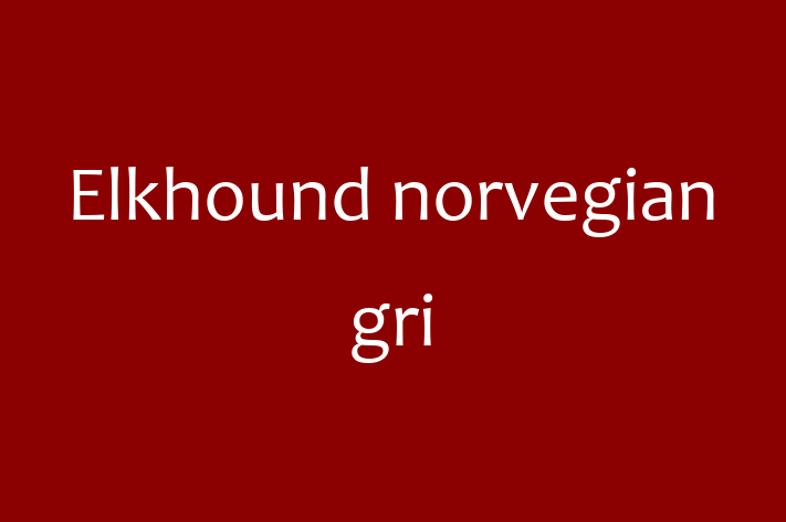 Întâlnește adorabilul nostru Elkhound norvegian gri de 1 an! Acest câine este plin de personalitate, bine socializat și gata să se alăture familiei tale. Este la zi cu vaccinările și vine cu dosar medical. Perfect pentru iubitorii de câine din Strașeni.
Preț: 1,700.00 Lei
Contactează Mihail la (021) 363079 pentru mai multe detalii sau pentru a programa o vizită!