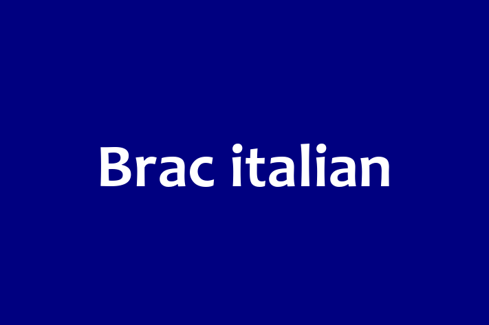 Dacă ești în căutarea unui câine jucăuș și afectuos, atunci Brac italian este potrivit pentru tine! Acest câine de 2 luni este vaccinat și sănătos.
Contactează Elena la (078) 838 93 pentru preț și mai multe detalii.